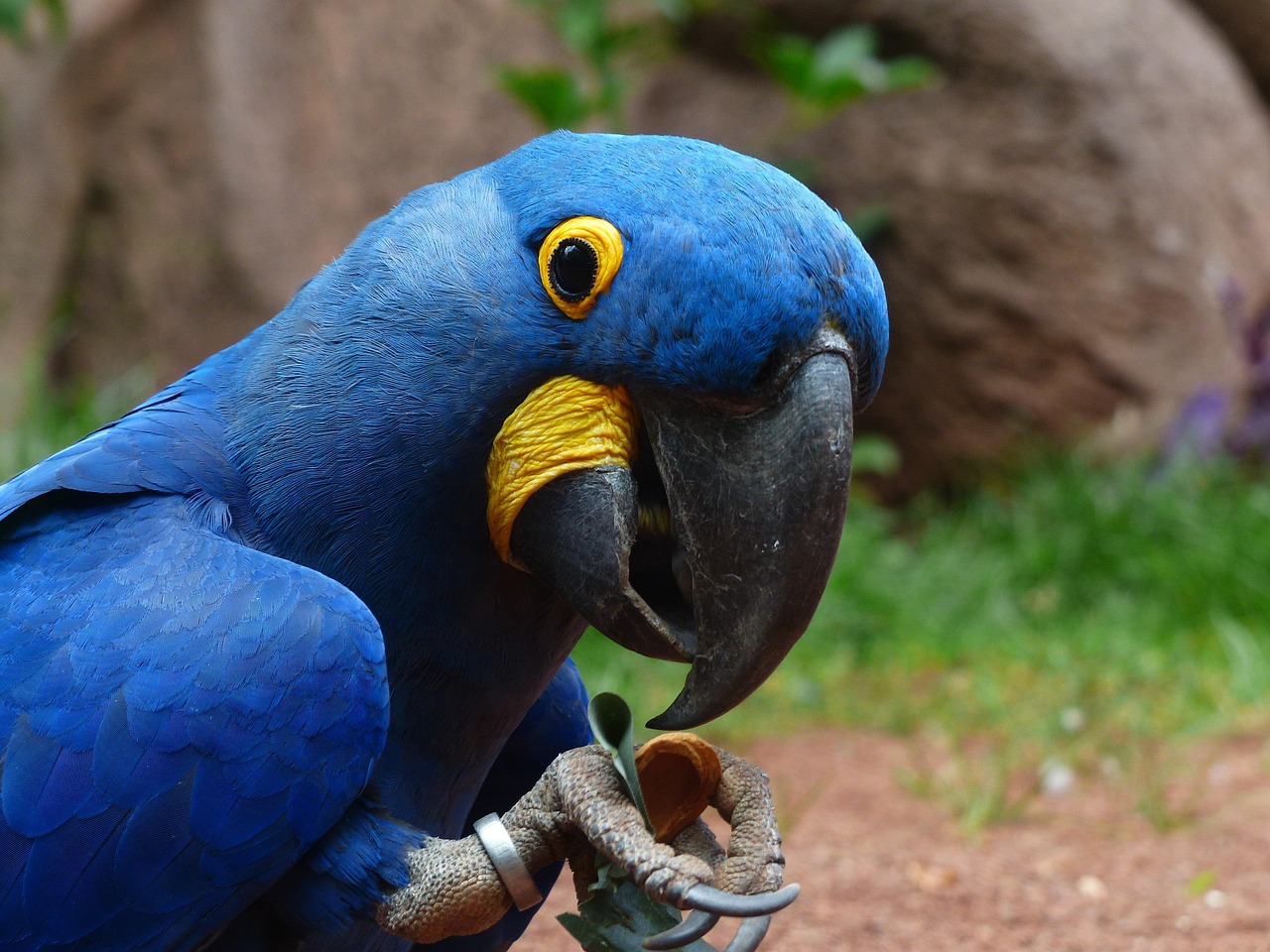 Arara-azul em seu habitat natural