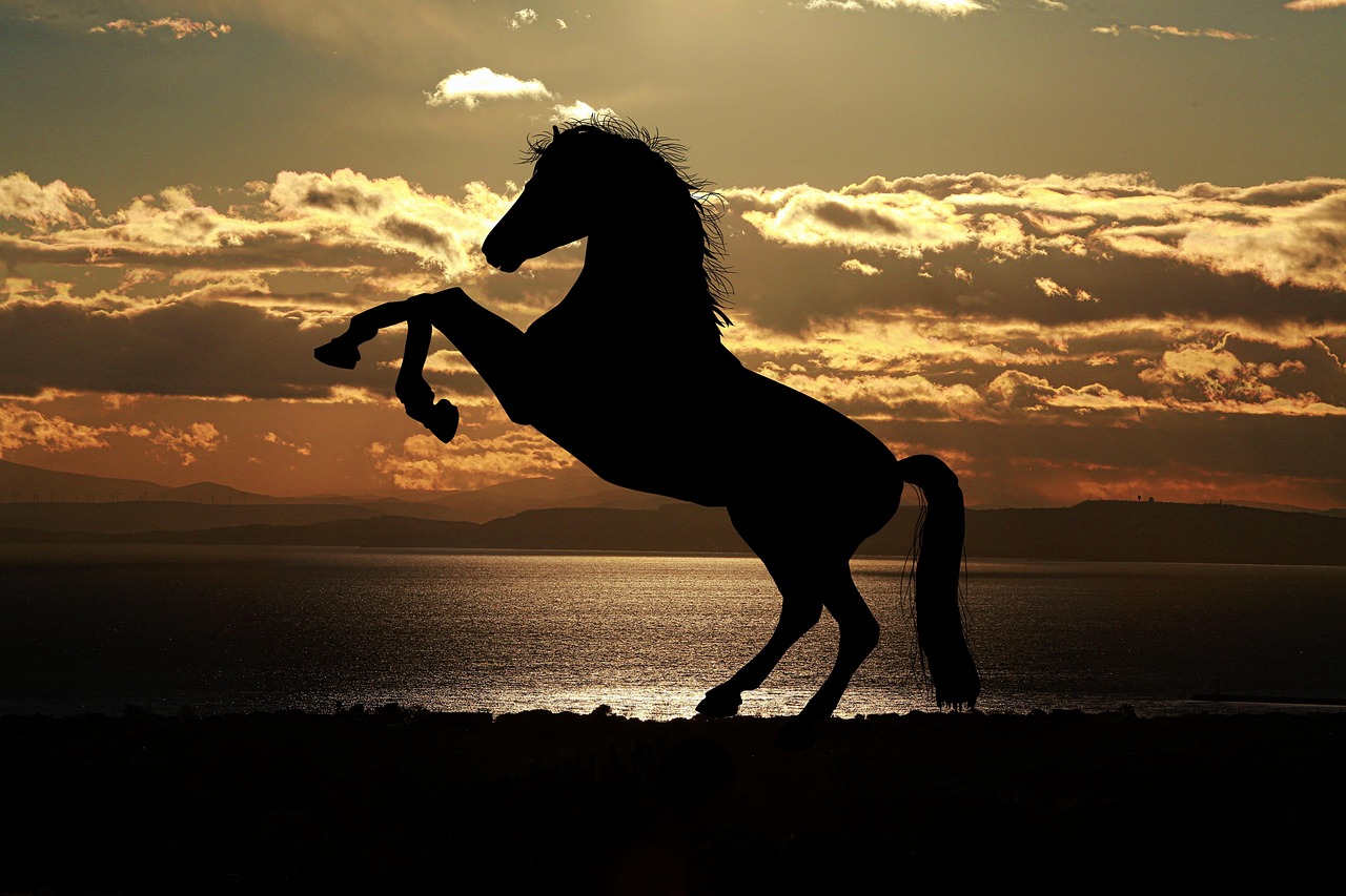 Cavalo em campo aberto