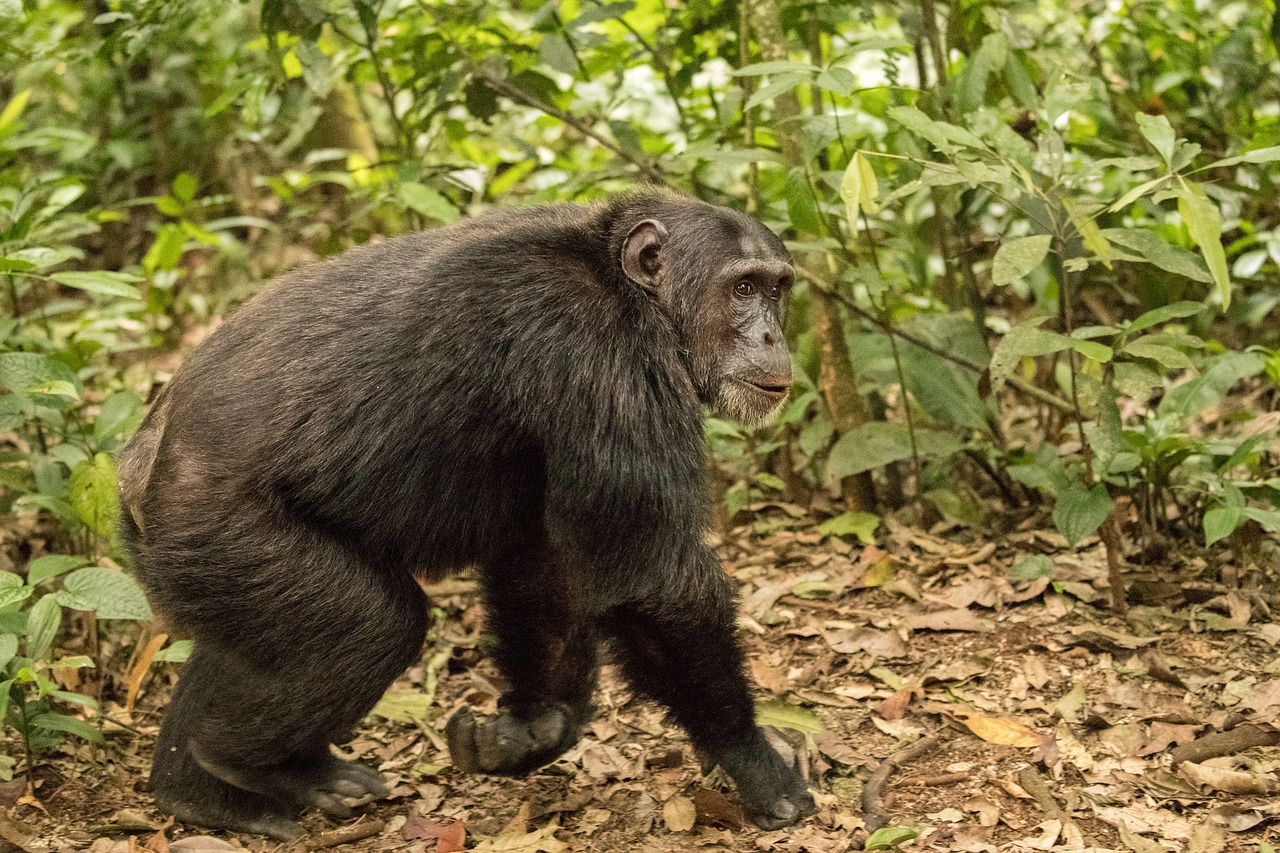 Chimpanzé demonstrando inteligência