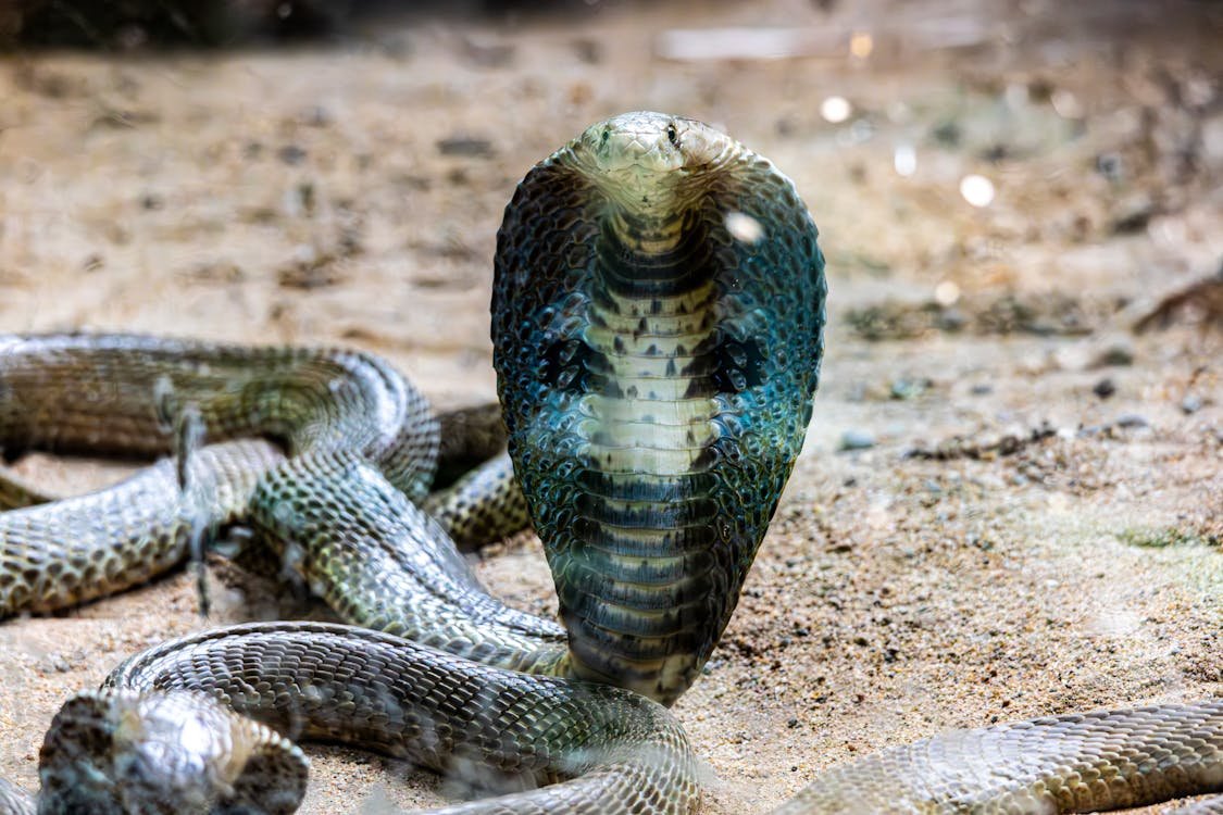 Cobra-rei em seu habitat natural