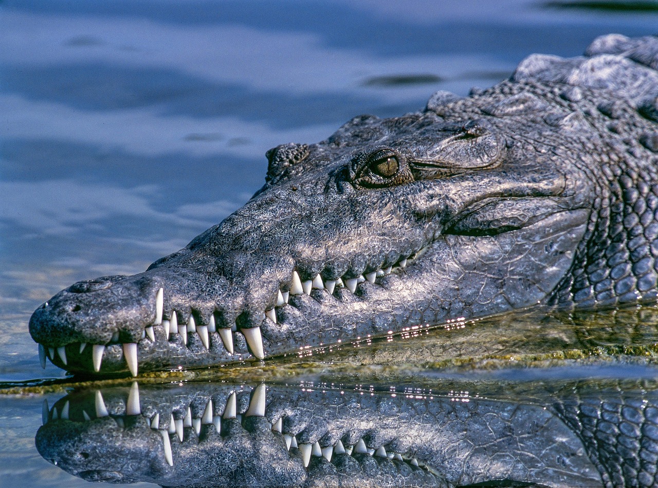 Crocodilo-do-Nilo em seu habitat natural