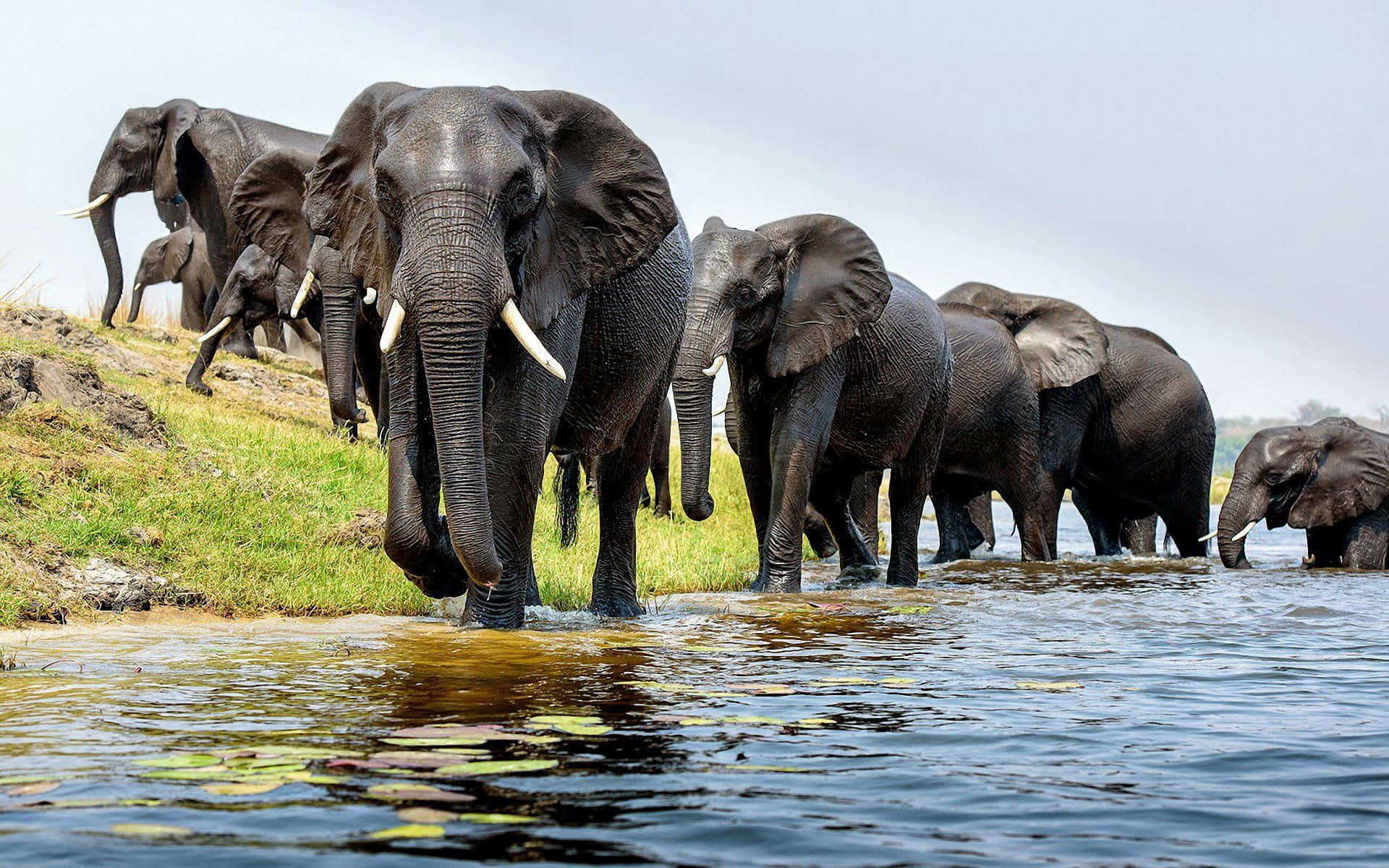 Elefante na savana africana