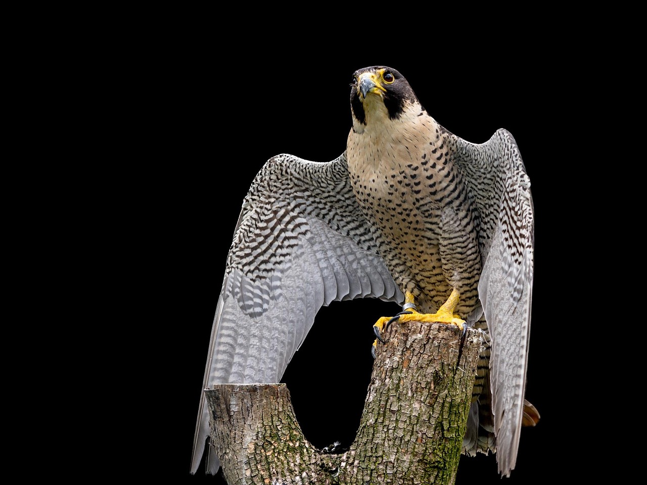 Falcão-peregrino em voo