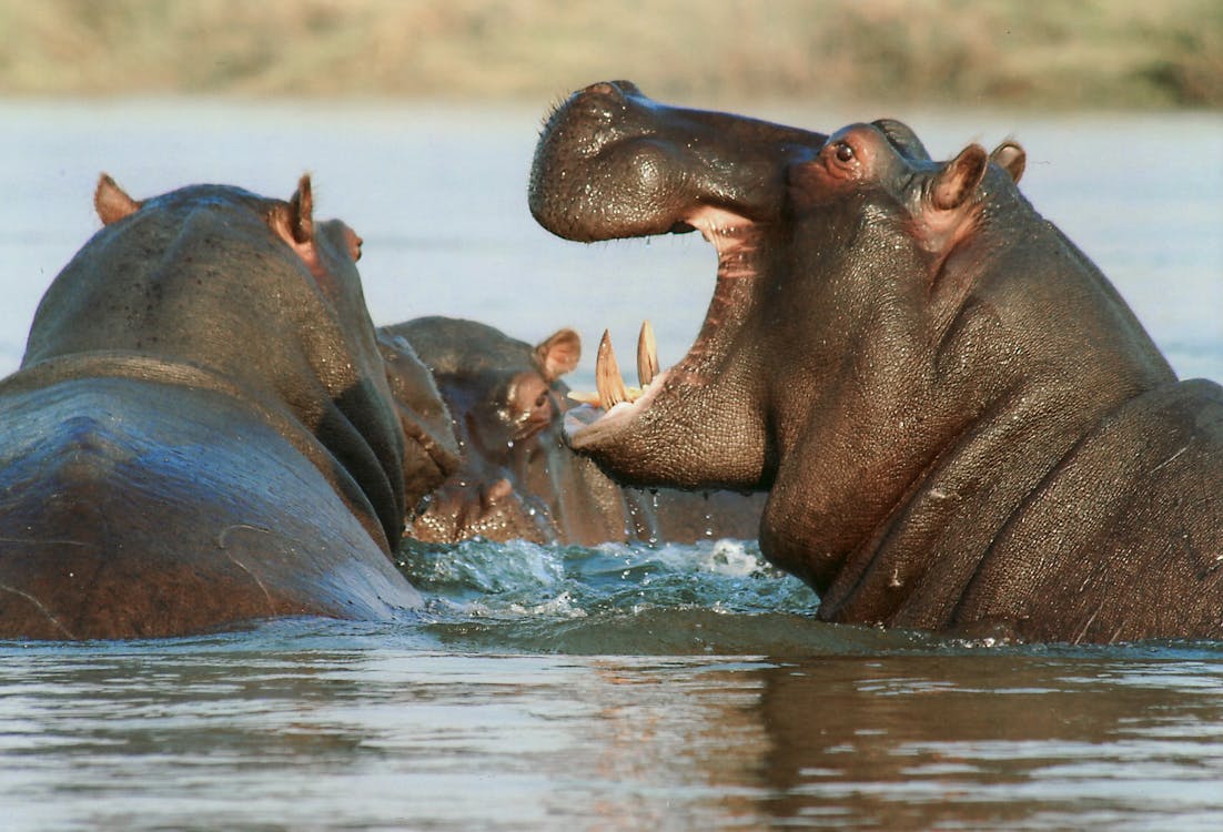 Hipopótamo em seu habitat natural na África