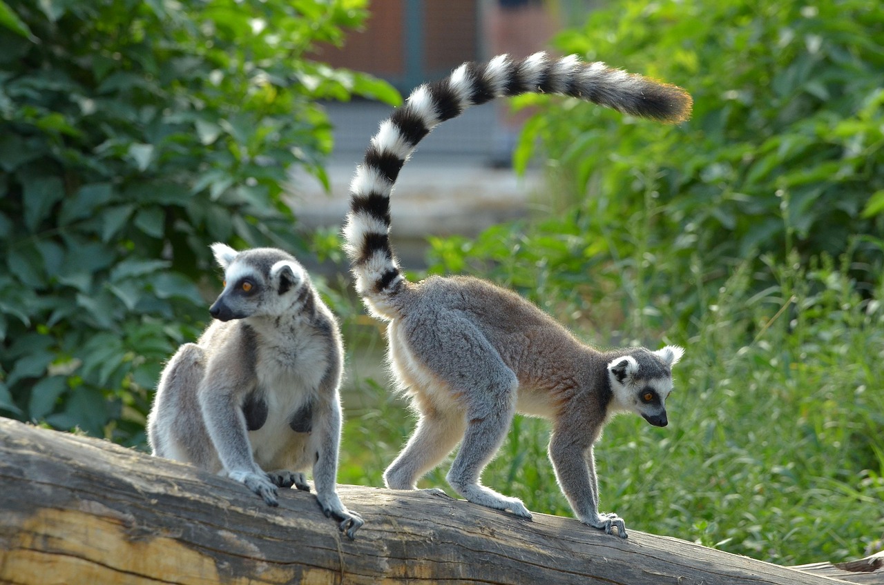 Lêmure-de-cauda-anelada em seu habitat natural