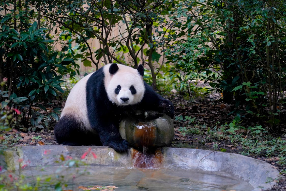 Panda-gigante comendo bambu em seu habitat natural