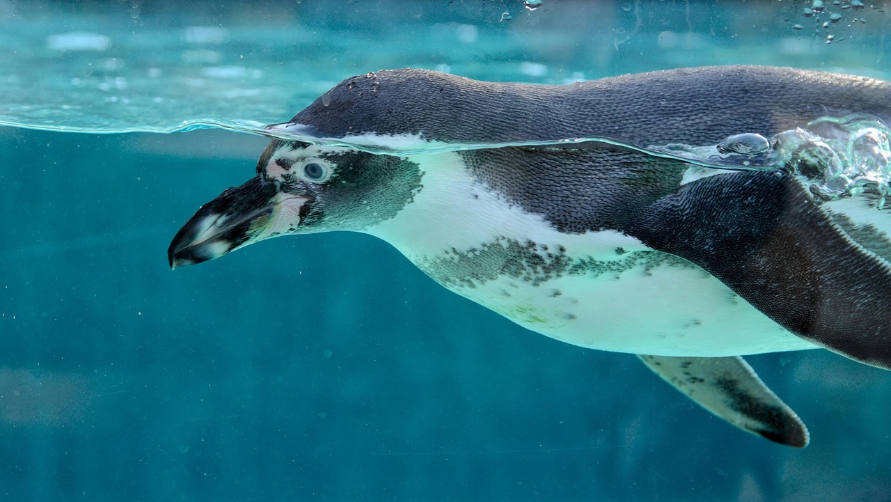 Pinguim-imperador enfrentando o frio da Antártida