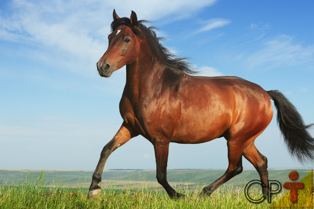 Cavalo em campo aberto