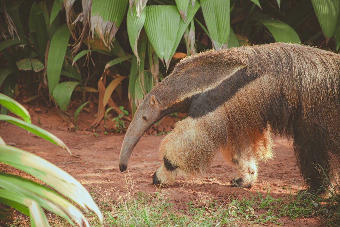 Tamanduá-bandeira em seu habitat natural