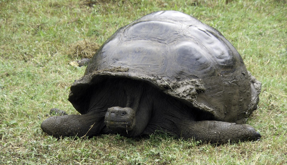 Tartaruga-de-Galápagos em seu habitat natural