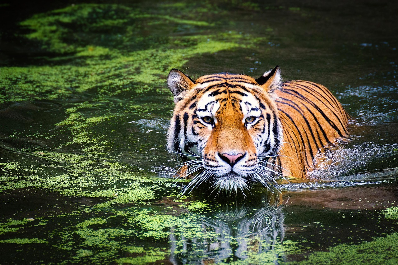 Imagem de um tigre em seu habitat natural