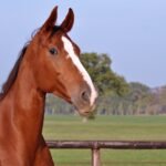 Quanto tempo vive um cavalo? Descubra agora - quanto tempo vive um cavalo?