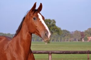 Quanto tempo vive um cavalo? Descubra agora - quanto tempo vive um cavalo?