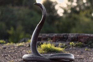 Cobra-rei: o que faz dela a rainha das serpentes venenosas? - Cobra-rei