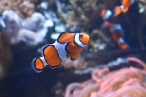Peixe-palhaço: a relação simbiótica com as anêmonas-do-mar - Peixe-palhaço