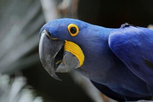 A luta da arara-azul para sobreviver na natureza - Arara-azul