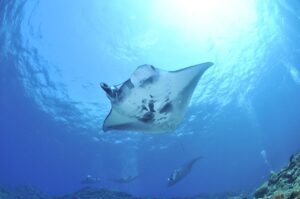 A elegância da raia-manta e suas incríveis migrações oceânicas - Arraia-manta