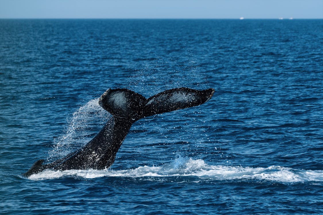 Baleia Azul