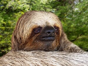 O curioso estilo de vida do bicho-preguiça e sua lentidão estratégica - Bicho-preguiça