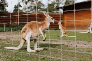 Canguru-vermelho: a força e a agilidade desse marsupial gigante - Canguru-vermelho