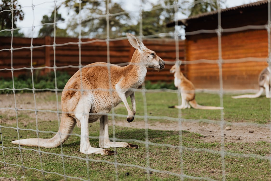 Canguru-vermelho: a força e a agilidade desse marsupial gigante - Canguru-vermelho