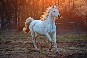 Por que o cavalo é um dos animais mais importantes para a humanidade? - Cavalo