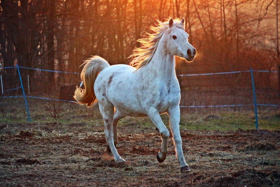 Por que o cavalo é um dos animais mais importantes para a humanidade? - Cavalo