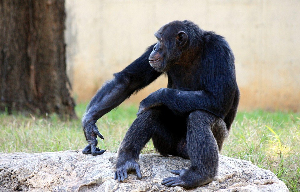 Chimpanzé