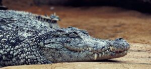 Os segredos do crocodilo-do-Nilo, um dos maiores répteis do mundo - Crocodilo-do-Nilo