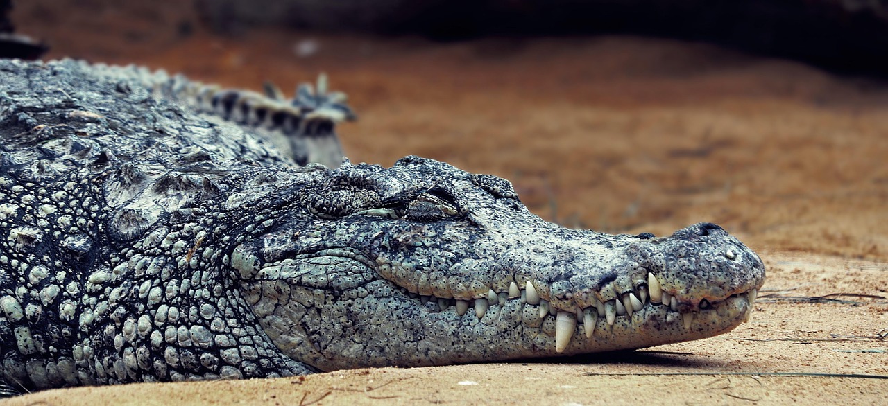 Os segredos do crocodilo-do-Nilo, um dos maiores répteis do mundo - Crocodilo-do-Nilo