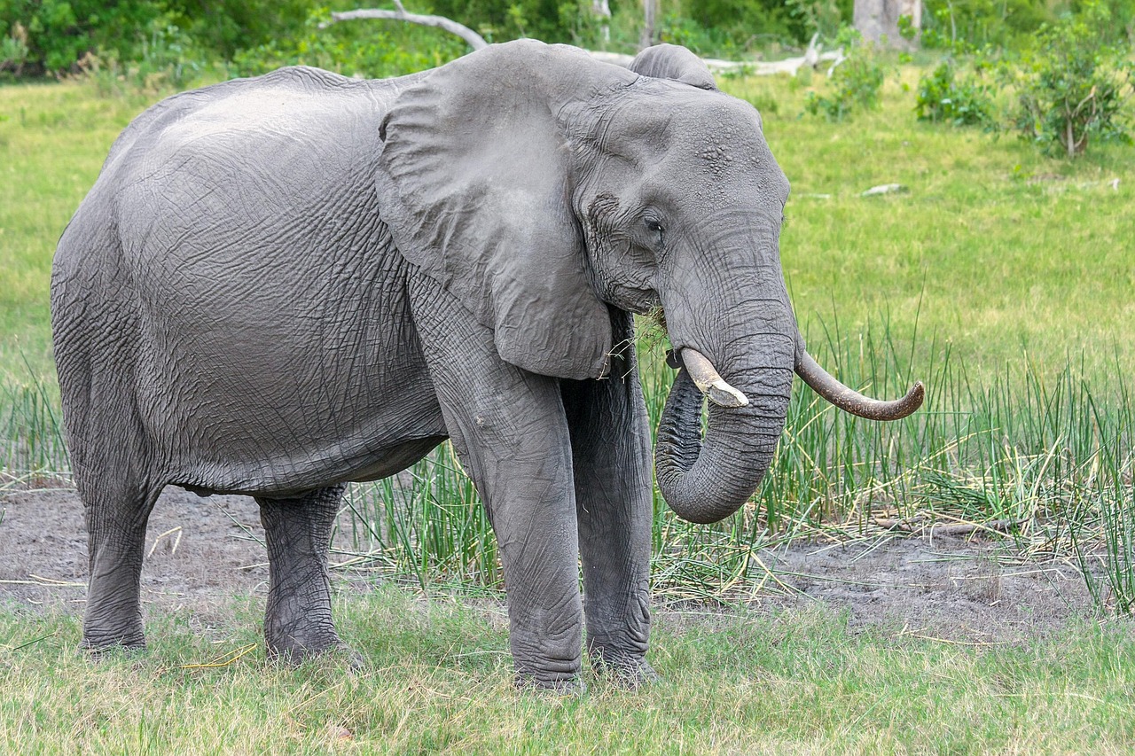 Elefante Africano