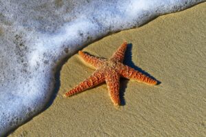 Como a estrela-do-mar consegue regenerar partes do corpo? - Estrela-do-mar