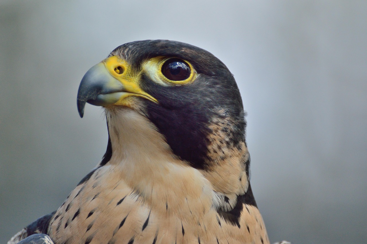 Falcão Peregrino