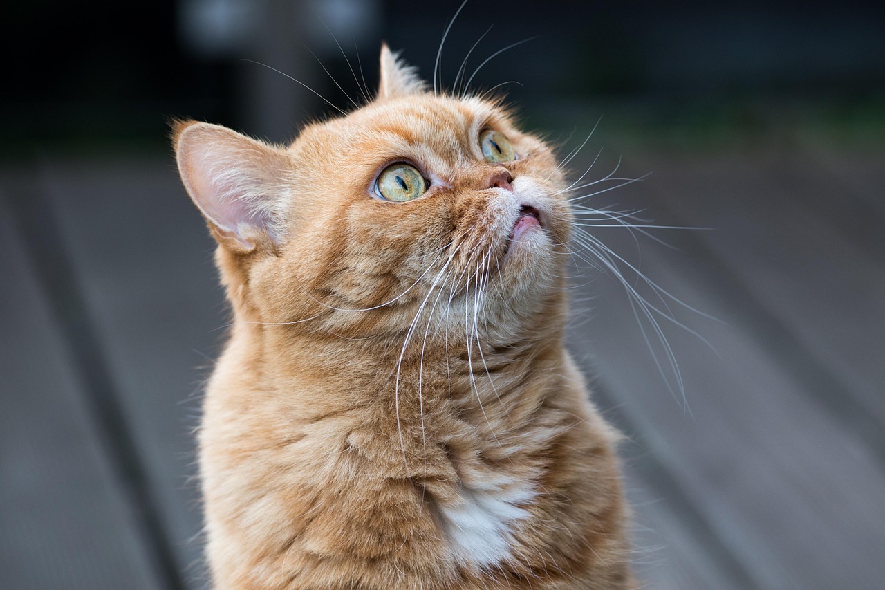 Descubra como o gato se comporta e se comunica com os humanos - Gato