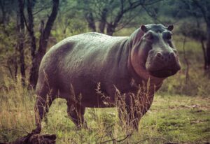 Por que o hipopótamo é um dos animais mais perigosos da África? - Hipopótamo
