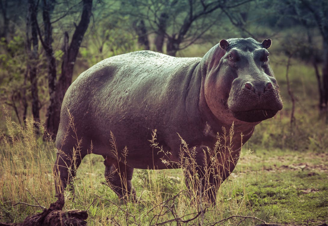 Por que o hipopótamo é um dos animais mais perigosos da África? - Hipopótamo