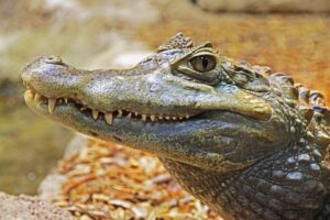 Jacaré-do-pantanal: como ele domina as águas brasileiras? - Jacaré-do-pantanal