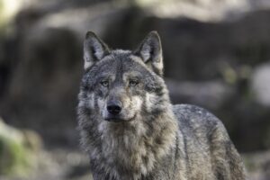 Lobo-cinzento: a vida em alcateia e sua comunicação complexa - Lobo-cinzento