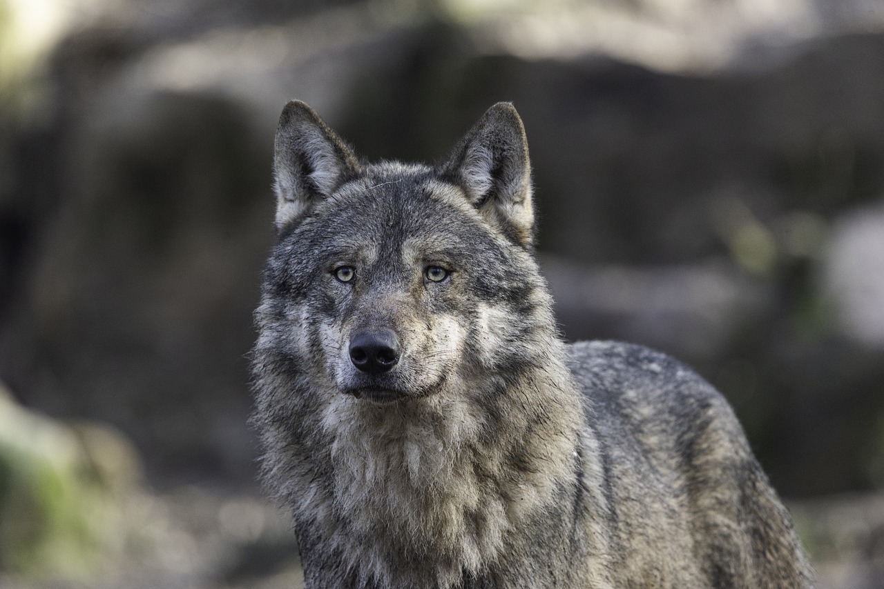 Lobo-cinzento: a vida em alcateia e sua comunicação complexa - Lobo-cinzento