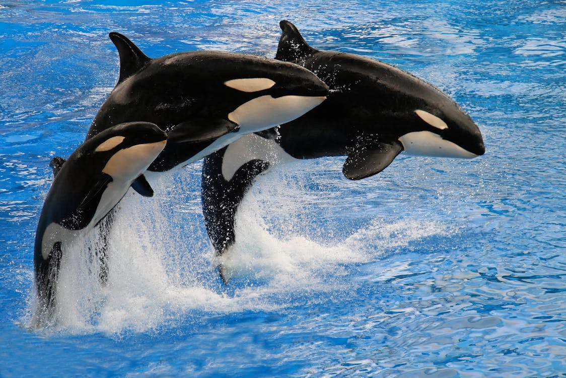 Como a orca se tornou um dos predadores mais eficientes do oceano - Orca