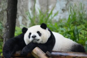 Panda-gigante: por que essa espécie depende tanto do bambu? - Panda-gigante