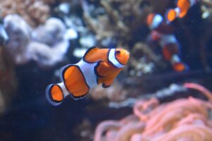 Peixe-palhaço: a relação simbiótica com as anêmonas-do-mar - Peixe-palhaço