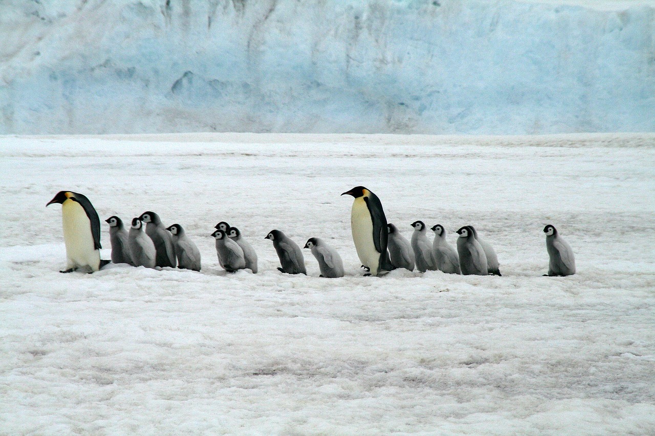 Pinguim-imperador: como ele enfrenta as temperaturas mais frias do planeta - Pinguim-imperador