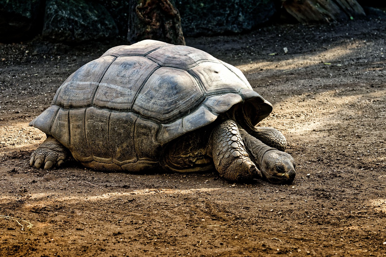 A impressionante longevidade da tartaruga-de-galápagos - Tartaruga-de-galápagos