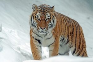 Tudo sobre o tigre: onde vive, como caça e suas características - Tigre