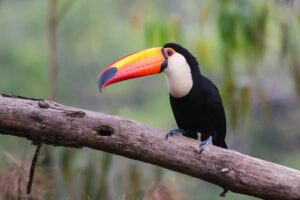 O tucano-toco e a utilidade de seu impressionante bico colorido - Tucano-toco