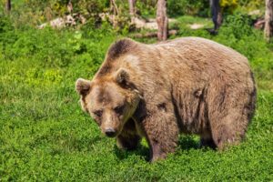 O urso-pardo e sua incrível adaptação às mudanças climáticas - Urso-pardo