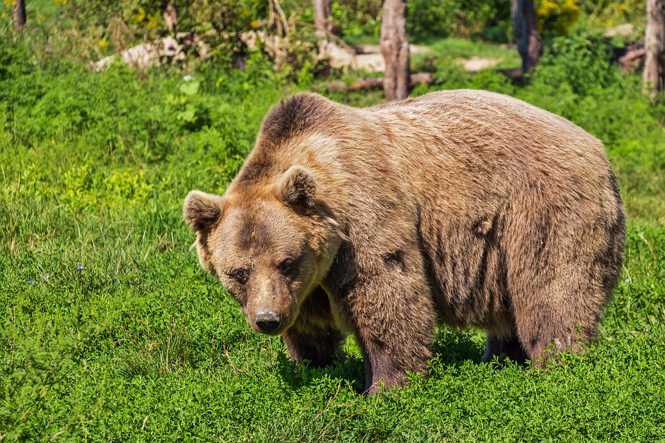 O urso-pardo e sua incrível adaptação às mudanças climáticas - Urso-pardo