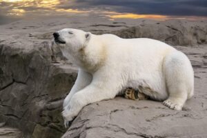 Como o urso-polar sobrevive no Ártico e caça suas presas - Urso-polar