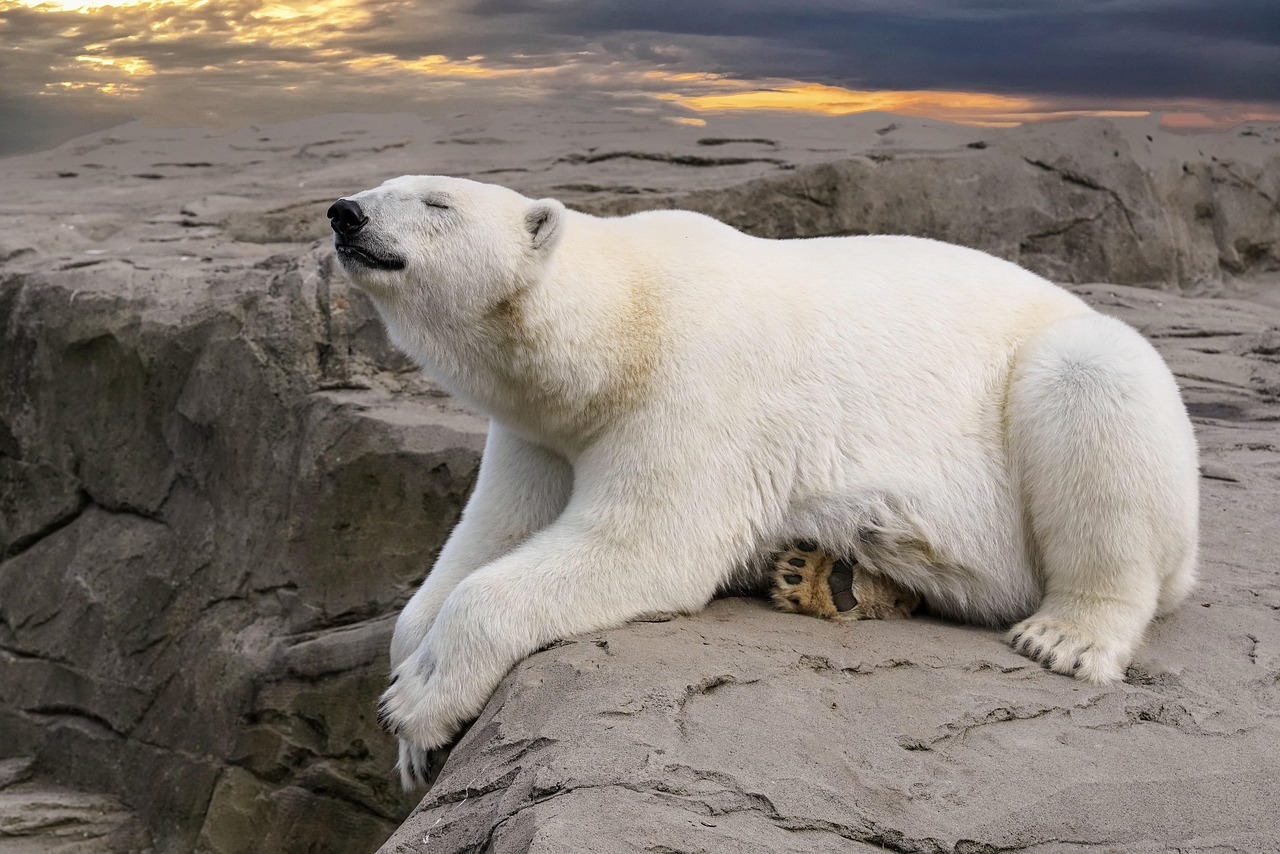 Urso Polar